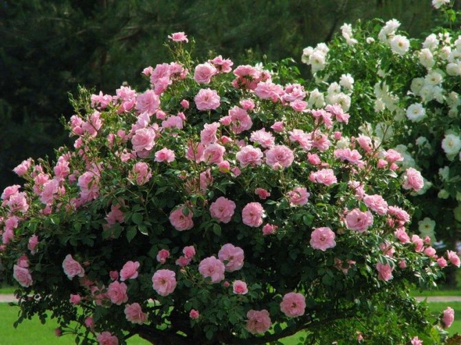 Dates for planting park roses