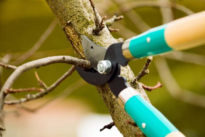 Timing of pruning trees in spring