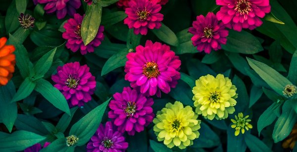 timing of planting zinnia for seedlings