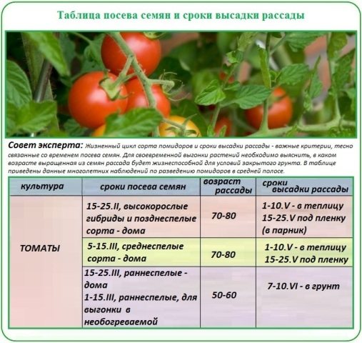 data setí a výsadby rajčat