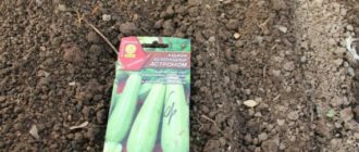 Sowing dates for zucchini in open ground