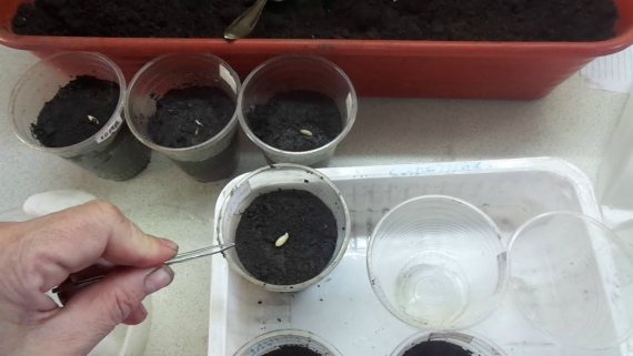 Sowing dates for cucumber seeds