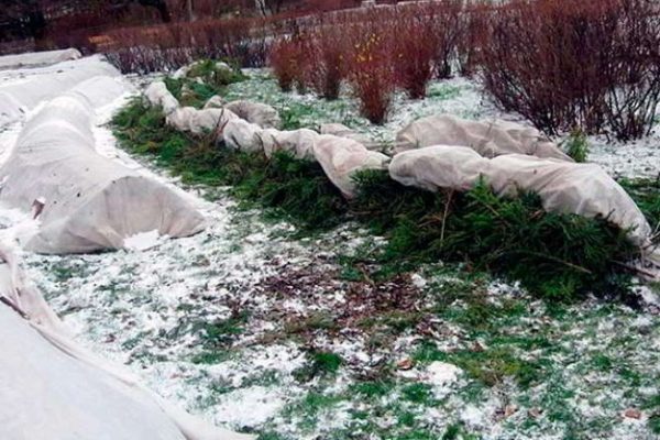 villkor för att skydda rosor för vintern i förorterna