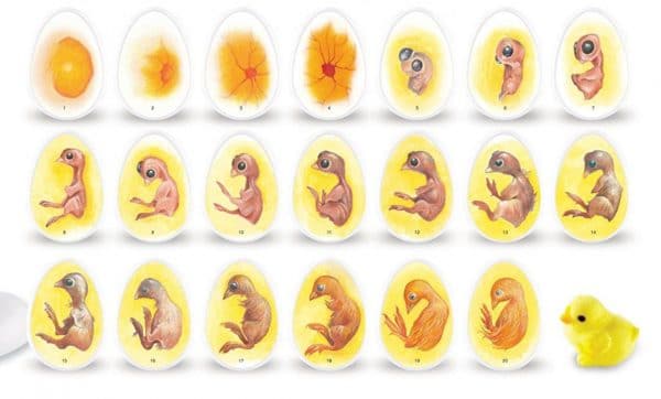 Етапи на развитие на пилета в яйцето.