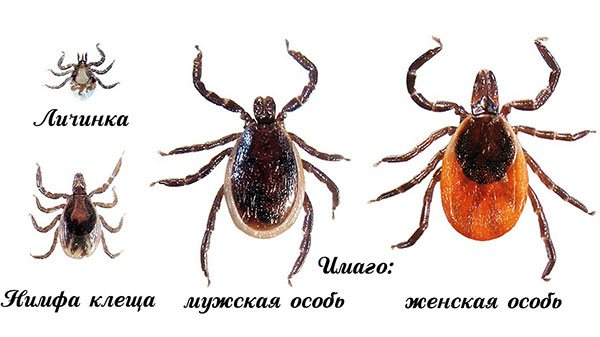 Tick ​​developmental stages (from larva to imago)