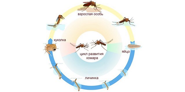 Етапи на развитие на комарите