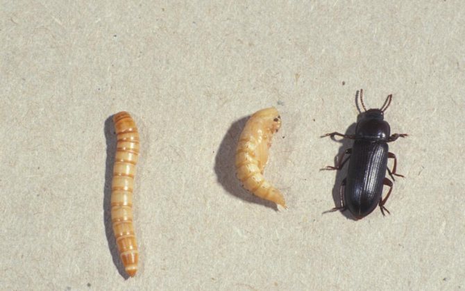 Stages of flour beetle development