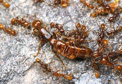 مرحلة نمو يرقة بيض النمل حشرة بالغة