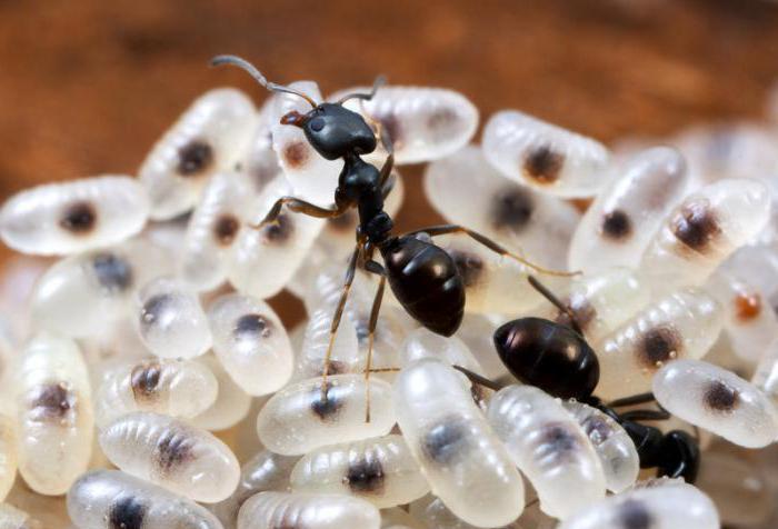 tahap perkembangan larva telur semut