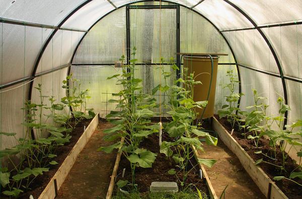 Ang isang karaniwang kama para sa mga greenhouse cucumber ay dapat na 1 metro ang lapad at hindi hihigit sa 5 metro ang haba