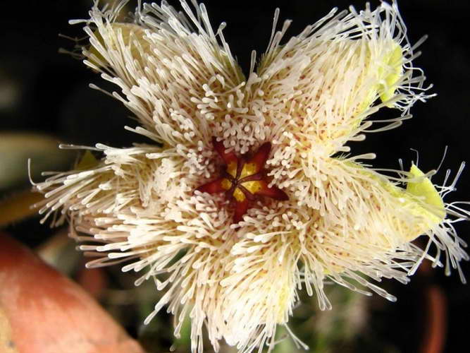 Stapelia grandiflora Stapelia glanduliflora Masson larawan ng pamumulaklak