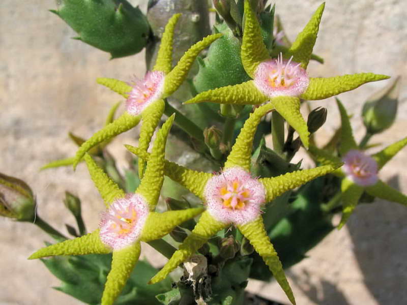 Stapelia Stapelia flavopurpurea emas-ungu foto berbunga