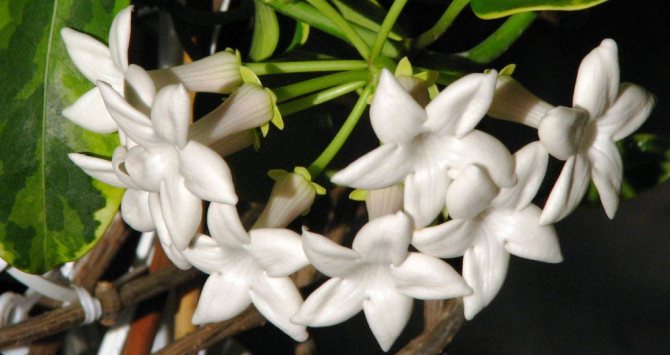 Stephanotis variegata