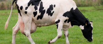 Бременност на кравите по месеци
