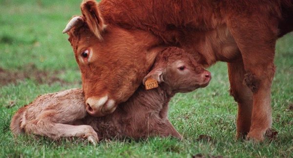 Бременността при говедата не е разделена на фази