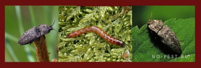 Kumbang stepa - clicker dan larva - cacing kutu