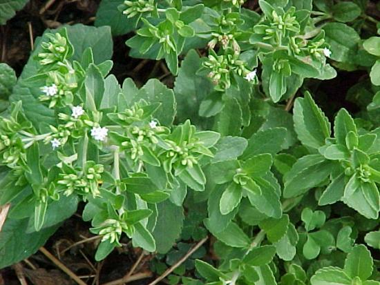 Stevia i trädgården