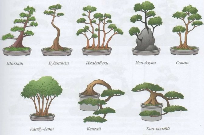 Mga istilo ng bonsai