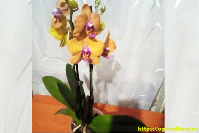 Stimulation of orchid flowering. How to make a beauty bloom?