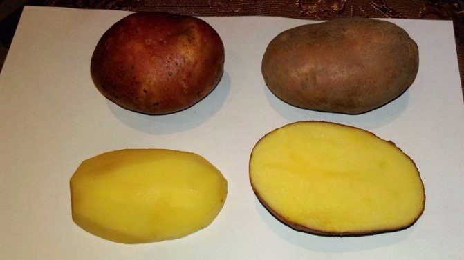'' A hardy and productive variety of table potatoes