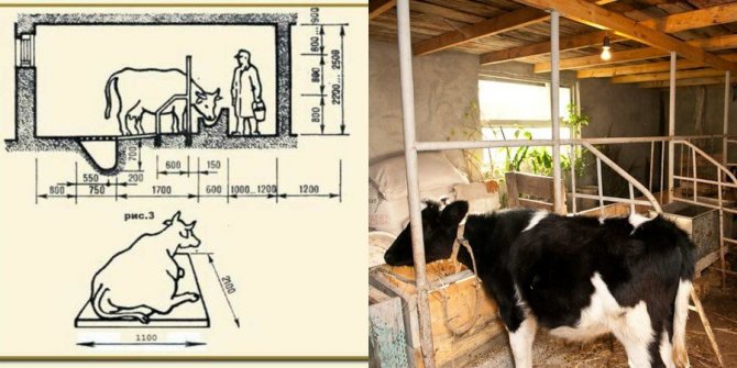 Cow Stall Blueprint