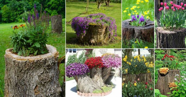 It is even a pity to uproot centenary stumps, so they can be given a second life as an exclusive garden flowerpot. You can also arrange flowerpots for pots in cuts of logs and uprooted and peeled stumps.
