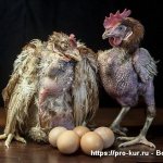 Fotografie děsivých kuřat.