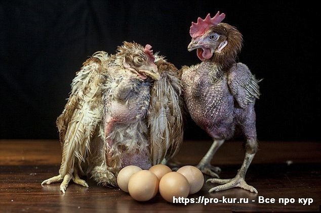 Fotografie děsivých kuřat.