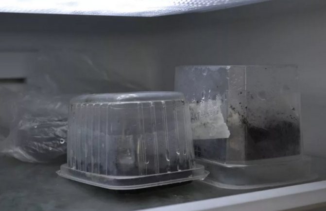 Stratification of apple seeds in the refrigerator