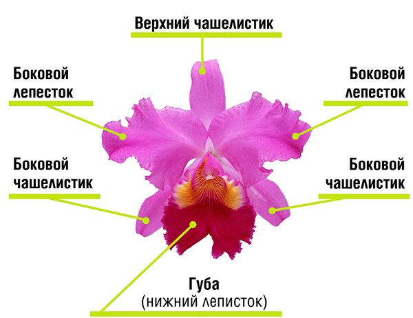 Structura florii de orhidee (varietatea este adusă de formă, dimensiune și culoare)