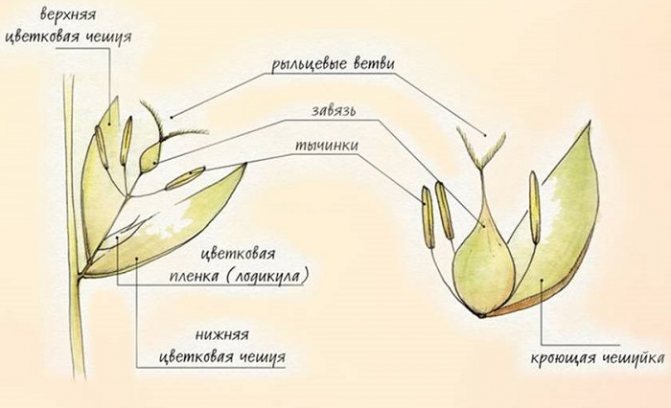 Структурата на цветето на зърнените култури