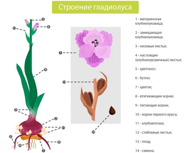 Istraktura ng Gladiolus