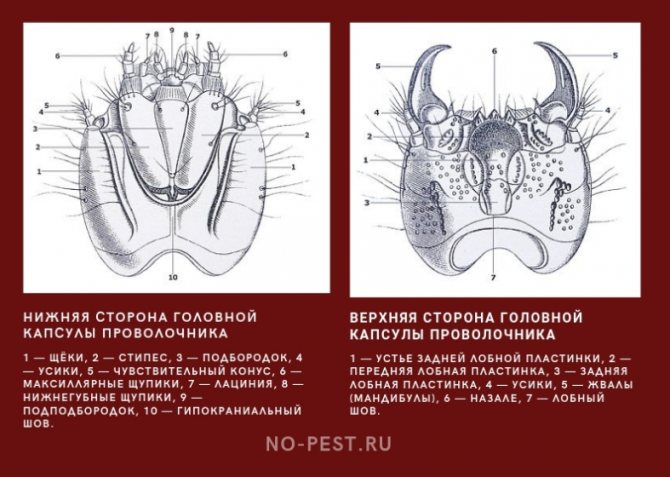 структура на главата на телени червеи