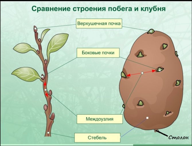Tuber and shoot structure