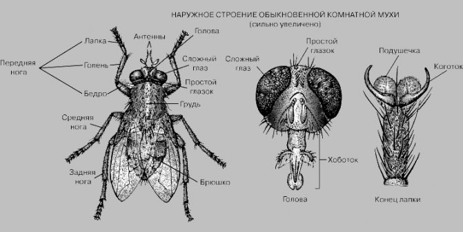 house fly structure
