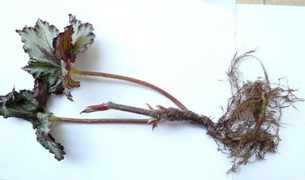 Struktur akar begonia