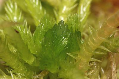 sphagnum moss structure