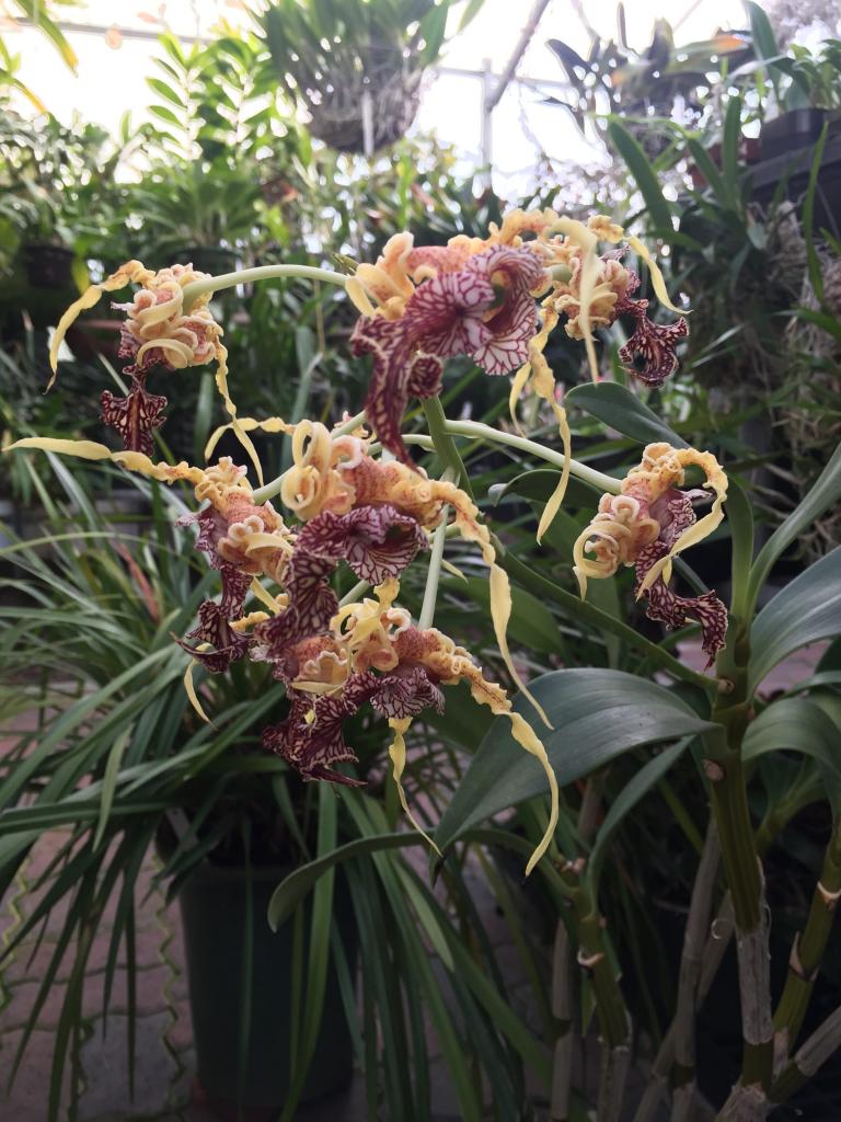 Orkidéstruktur: växtdelar, beskrivning, foto