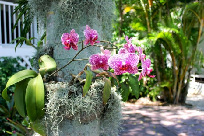Orchideenstruktur: Pflanzenteile, Beschreibung, Foto