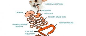 The structure of the rabbit digestive system