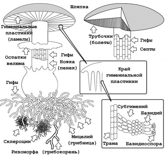 Struktura houby čepice