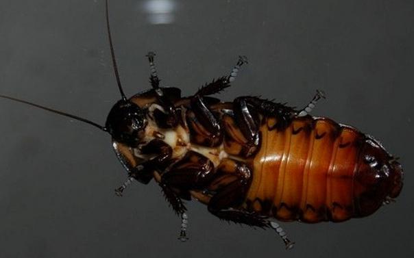 Cockroach structure