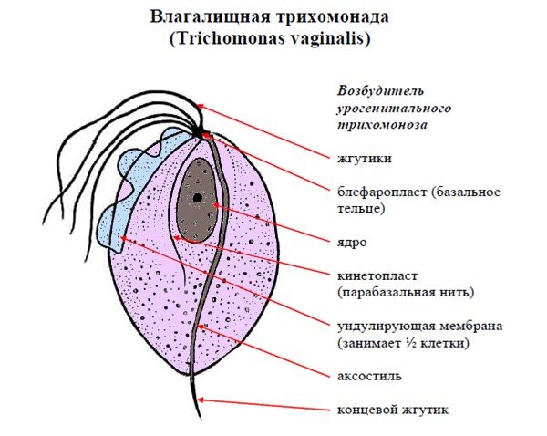 هيكل الجسم Trichomonas