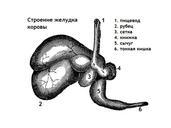 Структурата на стомаха на крава