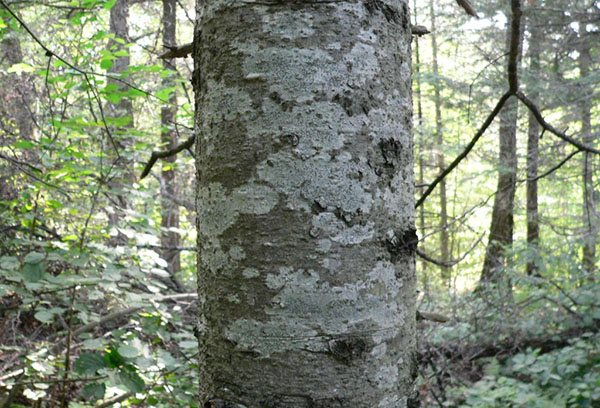 White bark fir trunk (budscale)