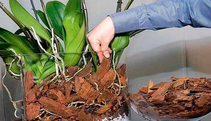 substrate for orchid plants