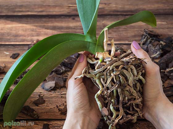 Dry orchid roots