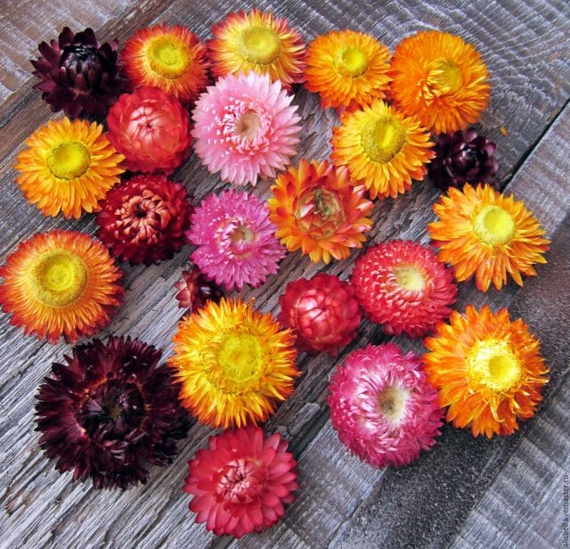 Sušené květiny: fotografie a jména nejlepších druhů, vhodné jak do zahrady, tak k vytváření kytic