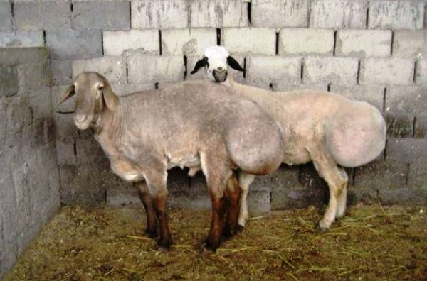 Suchá a teplá podlaha v ovčincích je nezbytným minimem vybavení, bez kterého se ovce neobejdou