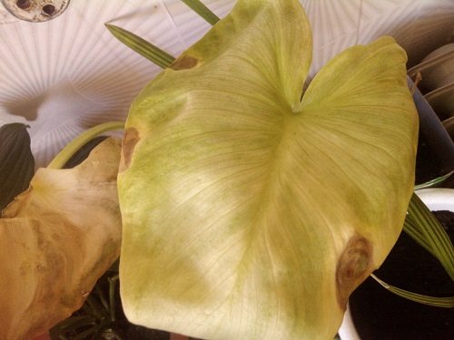 dry calla leaf